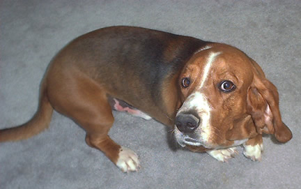 Ralphie